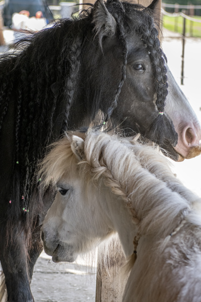 onze paarden